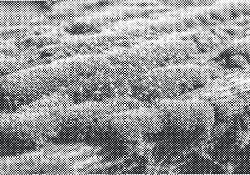Lichen plant surface halftone vector texture background with grainy stipple effect for organic nature design