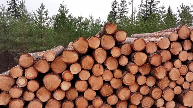 Pine log with pine forest in the background. Europe. Latvia.