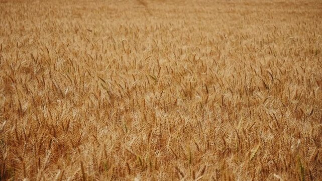 Wide view of ripe golden wheat field gently swaying in warm breeze, dense heads moving in smooth waves under sunlight, creating a peaceful and uniform rural landscape.