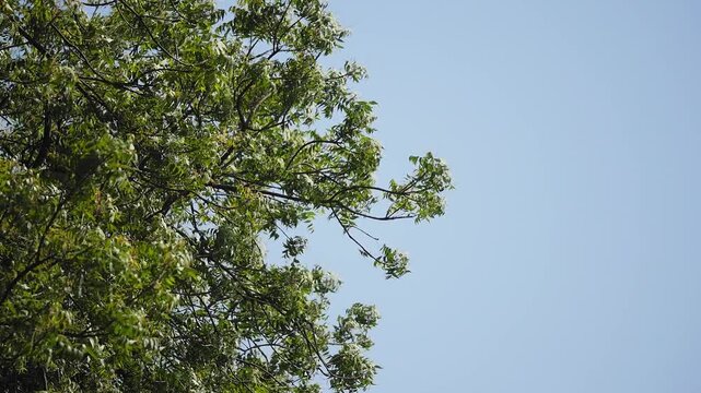 Sunlit neem tree branches gently swaying in soft breeze against clear blue sky, fresh green leaves shimmering in natural daylight, calm outdoor nature scene. serenely