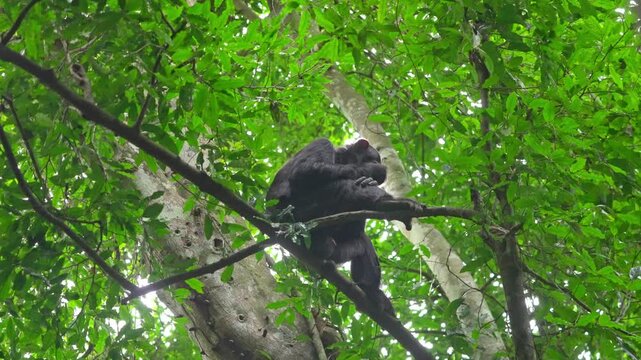 Male Chimpanzee eating in Budongo Forest, Uganda.