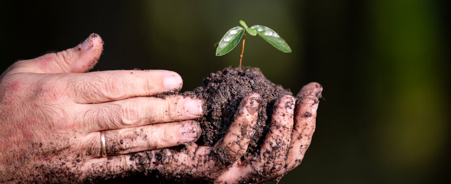 Plant in soil environment. Environment care with hands and plant in soil. Farming growth by hands and soil. Planting hands and soil. Environment care. Eco connects human and nature.