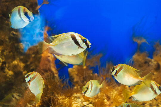 Two-lane wigan, Barred Rabbitfish in the aquarium