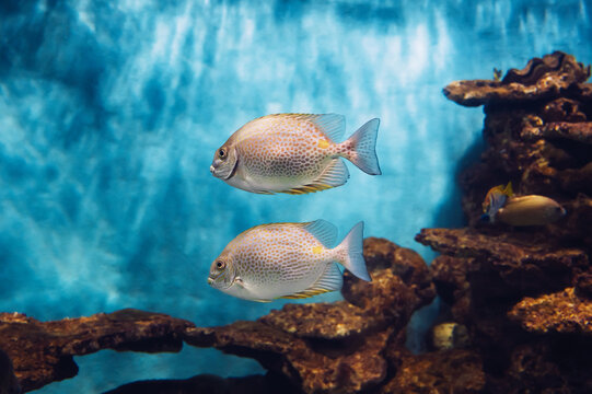 A photo of an orange-spotted spikefish swimming in an aquarium. This fish is also called a rabbit goldfish.