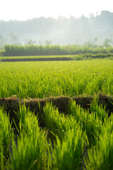 green rice field © Made