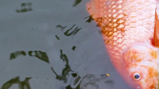 Large orange fish floating dead on surface of dark water with ripples.