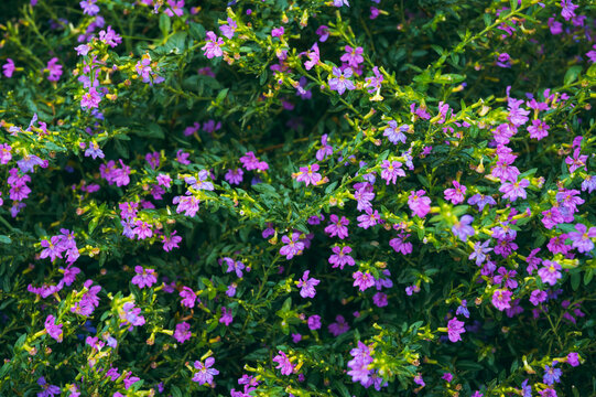 A bush of blooming purple kufea in the garden in daylight.
