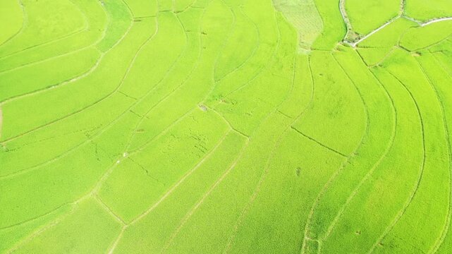 Drone shot of lush green rice terraces in Bac Son Valley, Vietnam, showcasing vibrant agricultural patterns and natural beauty.