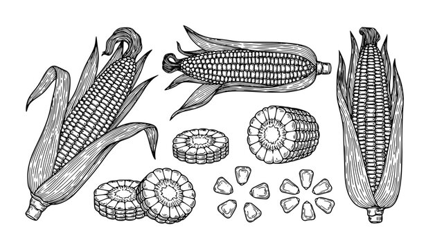 Hand Drawn Corn Line Art Bundle Featuring Husked Maize Cobs, Kernel Details and Botanical Outline Elements