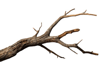 Fototapeta premium Dry tree branch without leaves, illustrating natural wood texture and organic shape, symbolizing nature, death, and decay
