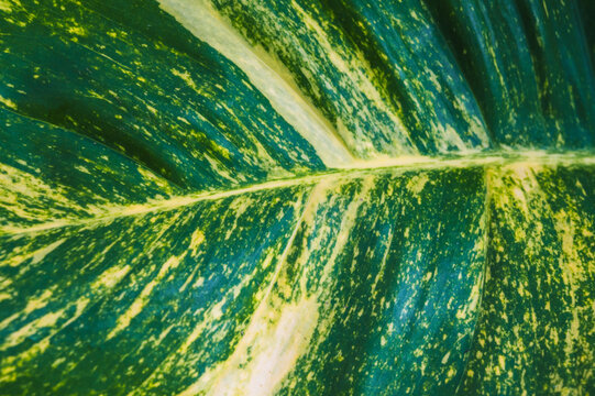 background texture green leaf structure macro photography