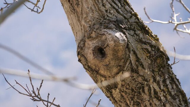 Eurasian nuthatch entering tree cavity nest, motion blur as bird flies into hollow trunk. Close-up of wildlife nesting behavior in natural forest habitat