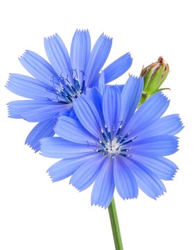 A close-up of two vibrant blue flowers on a green stem