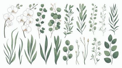 Botanical Plant Vector Set White Orchids, Eucalyptus and Green Herbs Collection © MstRazina
