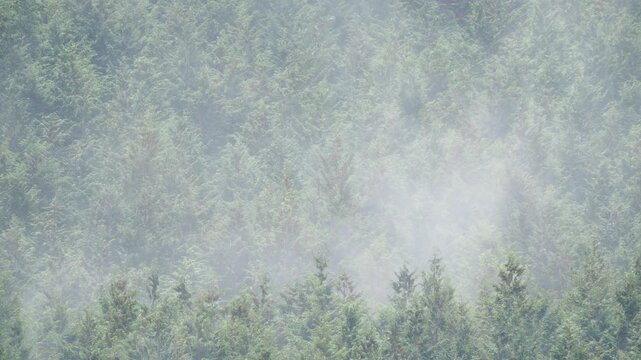 ヒノキ花粉の飛散
