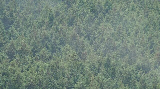 ヒノキ花粉の飛散