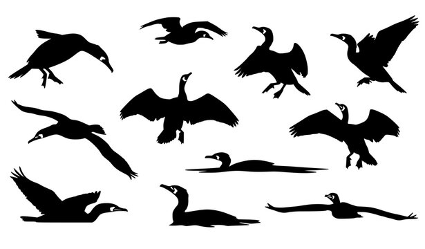 Dynamic cormorant bird silhouette vector set with aquatic seabird poses in abstract layout isolated on white background