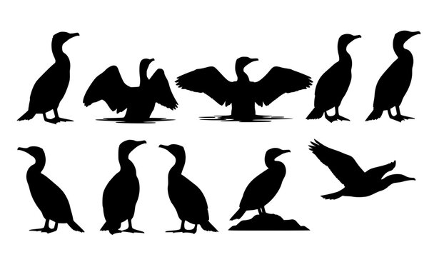 Cormorant bird silhouettes vector set with aquatic seabird poses isolated on white background for wildlife design
