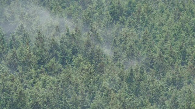 ヒノキ花粉の飛散