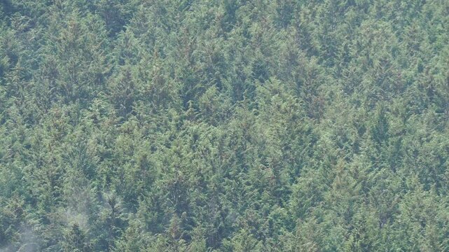 ヒノキ花粉の飛散