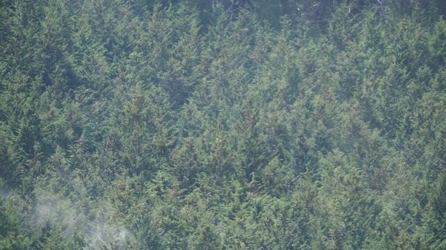ヒノキ花粉の飛散