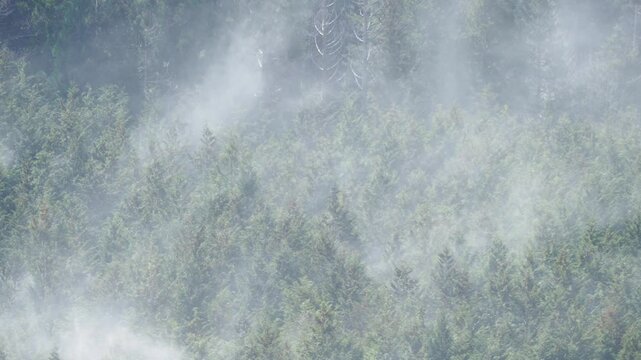 ヒノキ花粉の飛散