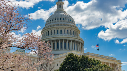 Obraz premium US Capitol dome with cherry blossoms in foreground Washington DC spring day