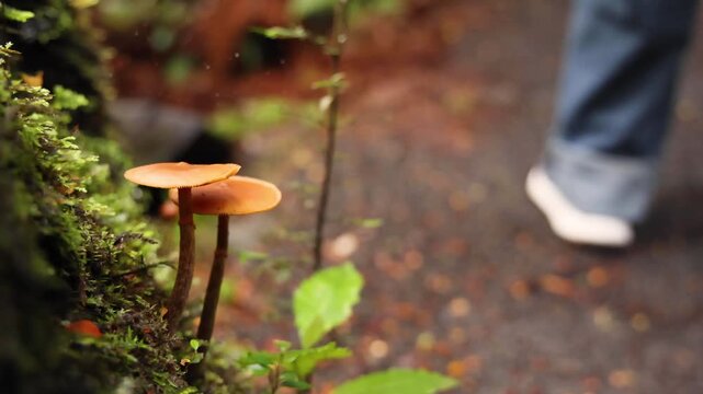 Small orange mushrooms grow on a mossy log next to a forest path with passing footsteps.