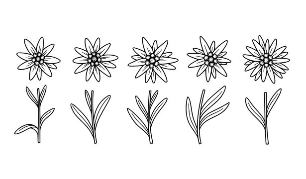 Edelweiss flower line icon set in black and white hand drawn vector for alpine and botanical design