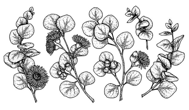 Vintage eucalyptus botanical illustration vector set with hand drawn flowers and leaves in black and white
