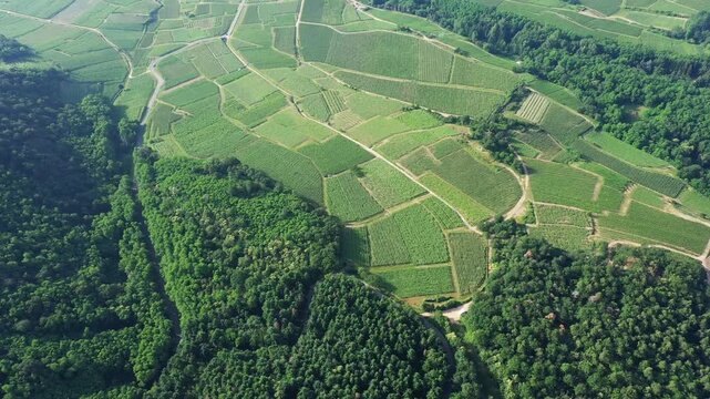 Drone shot of lush green vineyards bordered by dense forest in Alsace, France. Geometric vineyard plots and winding paths create a scenic rural landscape.