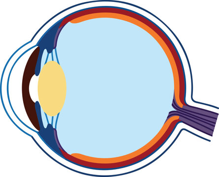 Human Eye Anatomy Cross Section Diagram