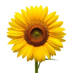 Fototapeta premium A close-up of a vibrant yellow flower with a large brown center
