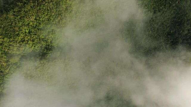 Aerial view of lush green forest hills partially covered by drifting clouds in Banaue, Philippines. Serene natural landscape with vibrant greenery and misty atmosphere.