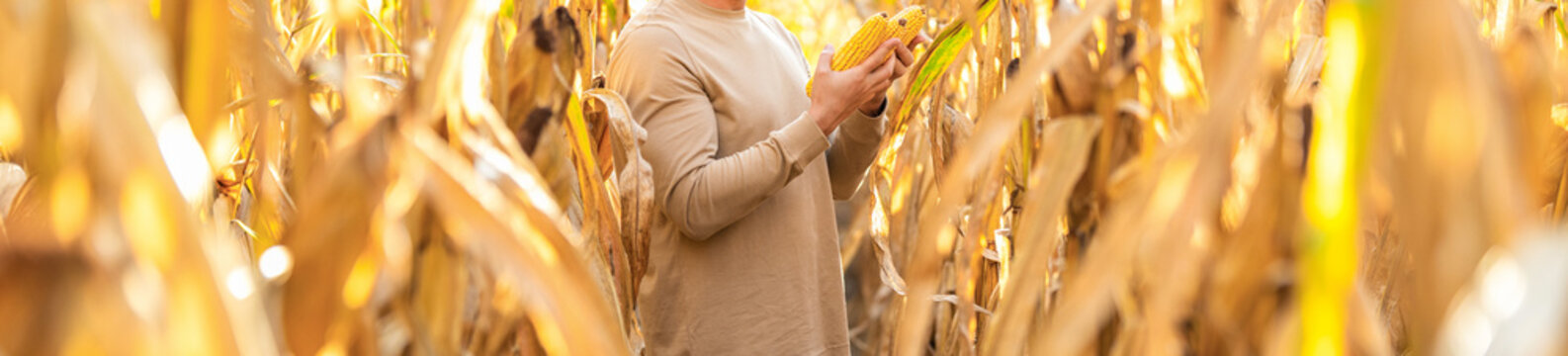 Farmer at corn crop harvest in village. Agriculture harvesting farm. Maize cultivation. Corn crop. Maize harvest farming. Harvest crop in cornfield. Organic maize field, selective focus