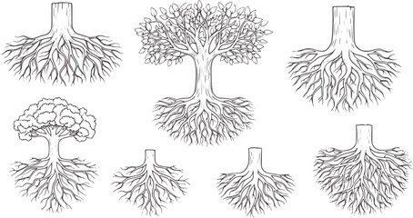 Six line of tree trunks and root systems roots nature organic growth © Ali