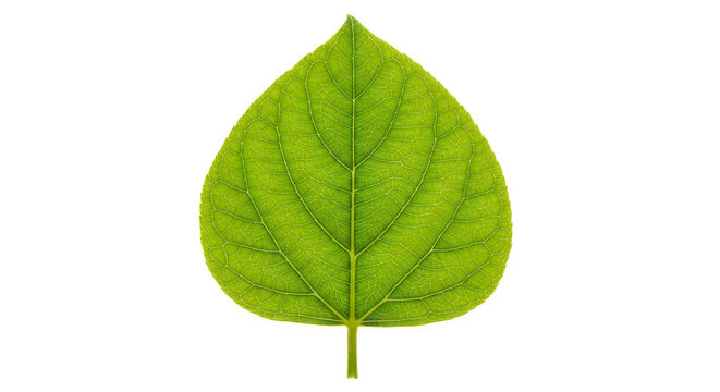 Isolated green leaf a study in botanical detail and natural simplicity