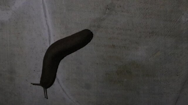 a brown slug, a garden slug at a garden, a tropical leatherleaf slug slithering on the cement wall of a fence in a rural area in Java, Indonesia