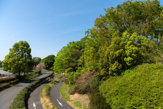 新緑の樹木とサイクリングロード