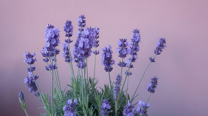 Fototapeta premium lavender field in provence france
