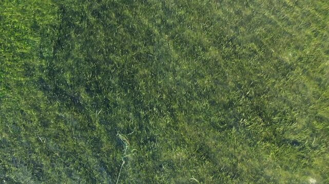 Drone shot of clear shallow water meeting a rocky shoreline on Panglao Island, Philippines. Sunlight creates patterns on the transparent sea surface.