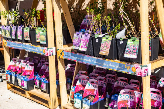 Potted garden plants for sale on wooden shelves in Virginia garden center