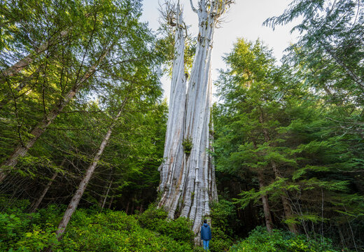 Visitor Standing Beneath the Duncan Memorial Cedar Tree in a Dense Forest
