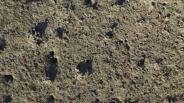 Aerial view of numerous small red crabs scattered across a sandy beach with visible burrows on Bohol Island, Philippines. Natural wildlife pattern and coastal habitat.