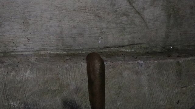 a brown slug, a garden slug at a garden, a tropical leatherleaf slug slithering on the cement wall of a fence in a rural area in Java, Indonesia