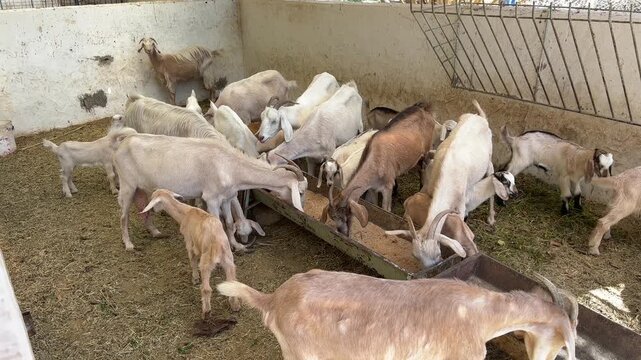Group of goats of different colors and ages eating feed from a long metal trough inside a rustic barn. Domestic livestock farming for milk and meat production in a rural setting