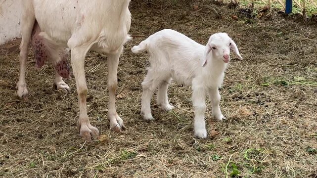Tender moment of a mother goat gently nuzzling and caring for her newborn white kid in a farmyard pen, showcasing maternal instinct and the innocence of new life in an agricultural setting