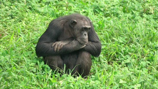 A lone chimpanzee sits on the forest floor, looking around