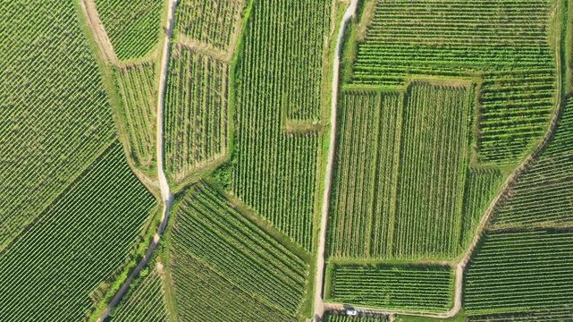 Drone shot of lush green vineyards with geometric patterns and dirt paths, typical of the Alsace wine region in France.