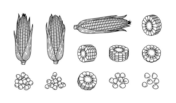 Title:
Hand drawn corn set vector with maize slices kernels and cob line art icons isolated on white